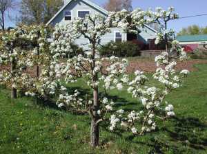 Our largest Asian pear tree in bloom