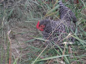 Dominique One of the Dominiques, eating what she should and not eating eggs.