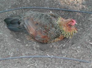 Dust bath An Americauna taking a dust bath.