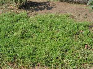 AFter: I love how the cranberries look now.