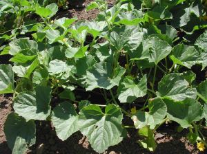 cucmber plants Still waiting for cucumbers