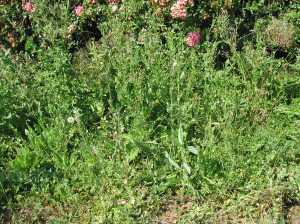 Before: Yes, there are cranberries under those weeds.