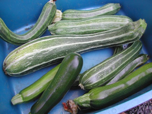Can you tell which zucchini I missed yesterday?