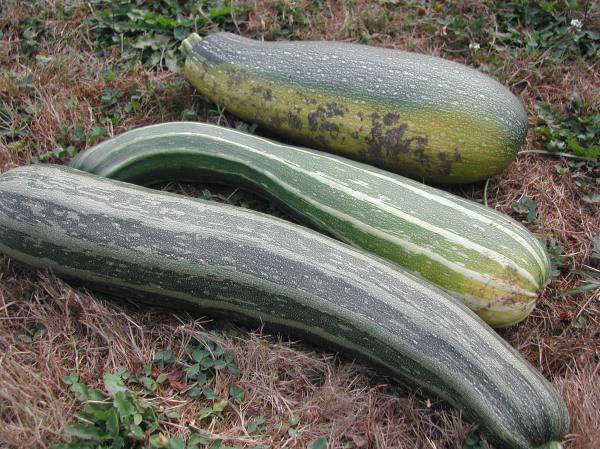 Big zucchini How can zucchinis hide when they get this big?