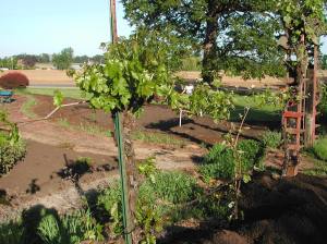 A couple grape vines in May