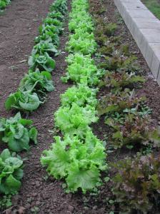 The next batch of lettuce, coming soon.