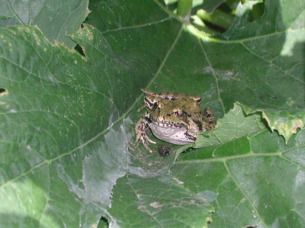 Frog on zucchini leaf He's been out every day for the past week or so, in the exact same spot.