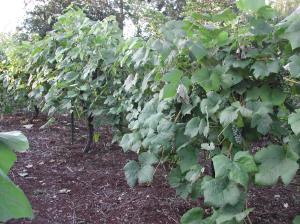 These grapes have been pruned back.