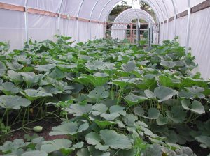 The spaghetti squash are loving it in the hoop house.