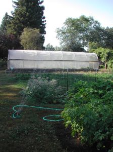 Watering with a sprinkler I got the hoses down to water the last four beds with a sprinkler.