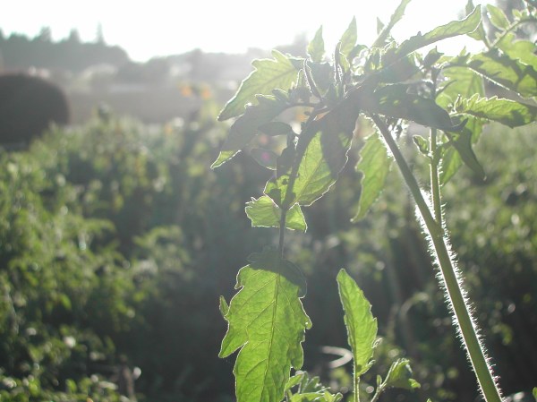 DSCN1420 It ends up you couldn't see the dew on the tomato plant in this picture, but I like it anyway.