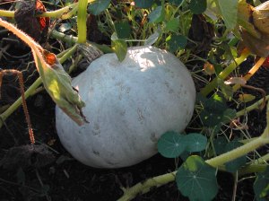 DSCN1436 Hubbard squash are just about ready.