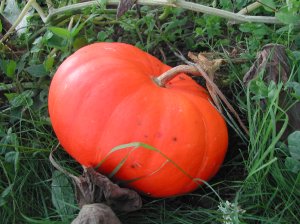 DSCN1441 The Rouge Vif D'Etampes pumpkins are about ready, too. (I love that name.)