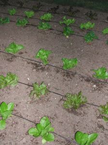 The fifth planing of lettuce is in the ground.
