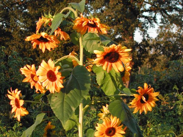 Sunflowers Sunflowers keep blooming into fall.