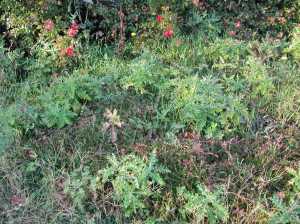 Cranberries and weeds