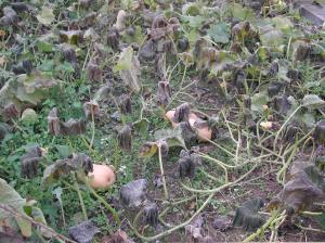 Dying butternut squash vines