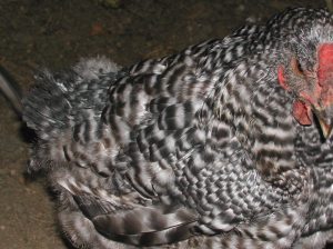 Small new feathers are covering the bare patches.
