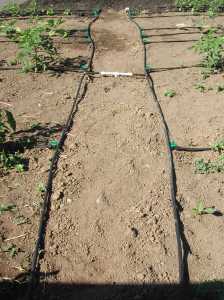 Tapping into the underground water lines in the Orchard Field