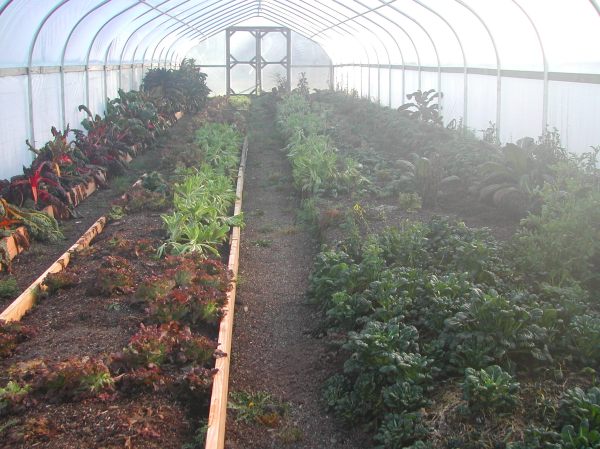 Inside a hoop house. When we first looked at the property, this lettuce was perfect.