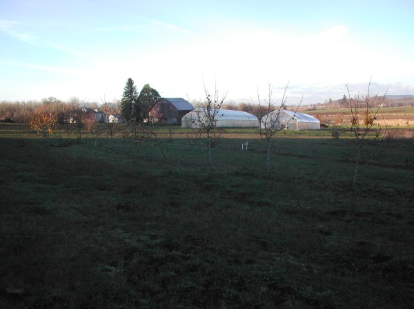Looking through the apple trees, back to the hoop houses and barn