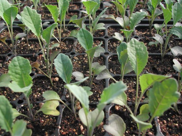 Kohlrabi starts several weeks ago; they are much bigger now