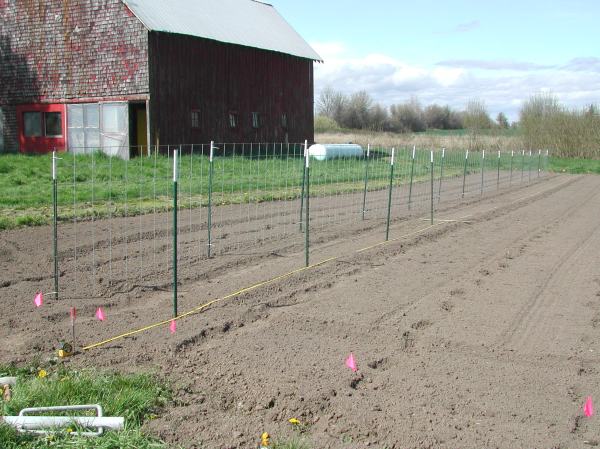 setting up the cattle panel trellis