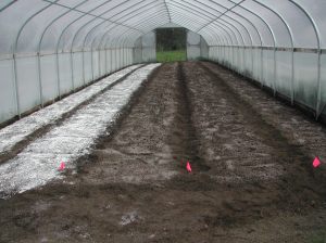 The hoop house is ready to plant. That is two forms of gypsum on the beds: powdered and pelletized.