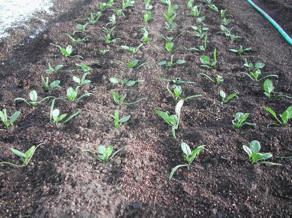Spinach in the hoop house.