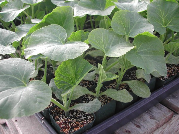 And winter squash are ready to plant out...