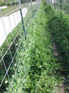 Yikes! I need to pull some weeds!