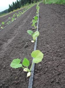 The summer squash are in.
