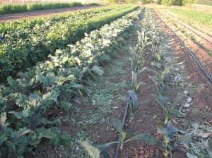 Two beds of kale weeded, one and a half to go.