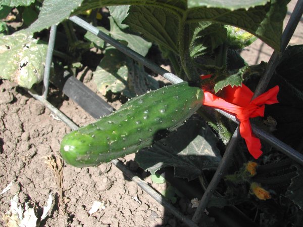 Marketmore cucumbers