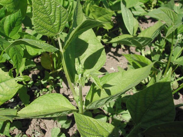 The first beans will bloom soon, then just a bit longer for beans!