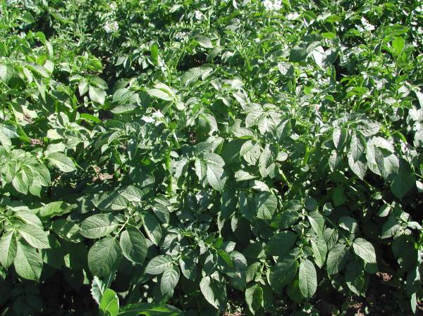 I don't know what got into me to plant so many potatoes. They look good right now.