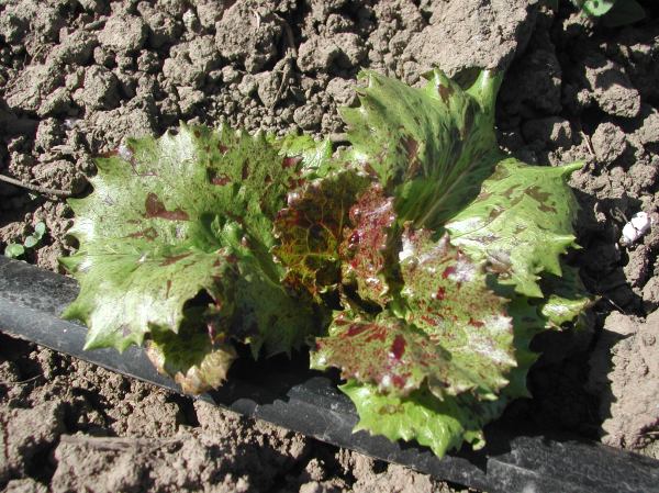 There should be summer lettuce, like Jester.