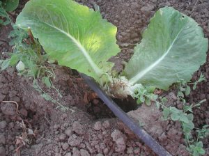 Sometimes, nothing is left, sometimes, just a little.