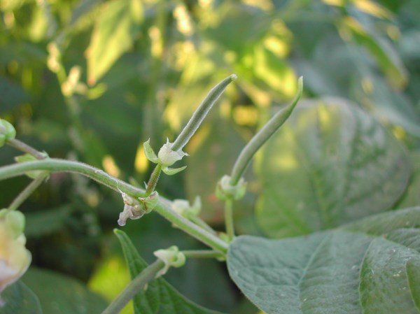 The Provider beans are on their way