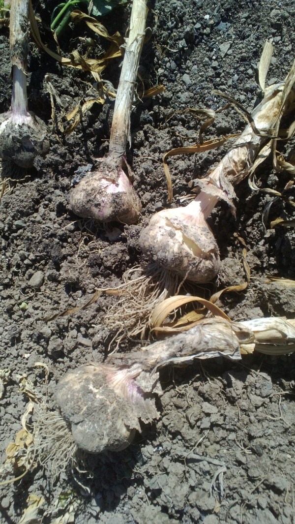 Inchelium Red garlic, out in the field