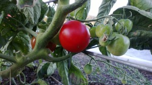 The first ripe Stupice tomato