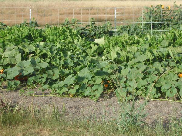 Cinderella pumpkins, patty pan squash and lemon cucumbers, in three consecutive rows