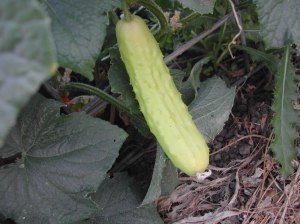 This cucumber is growing among my dark green Marketmores.