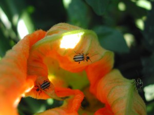 Western striped cucumber beetle