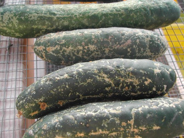 Cucumbers with the worst beetle damage