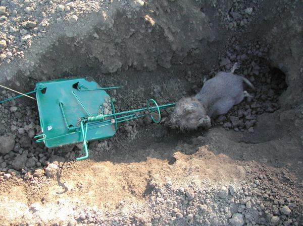 We caught one! Hopefully, it was the lettuce culprit.