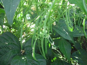 Tavera beans