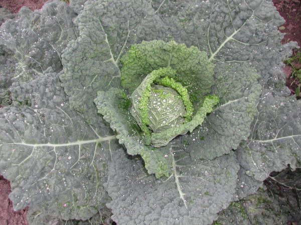A gratuitous picture of Famosa, a savoy cabbage, that will hopefully mature in time for this fall