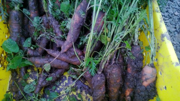 Muddy carrots