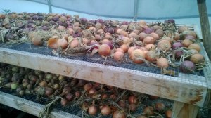 onions drying in the hoop house